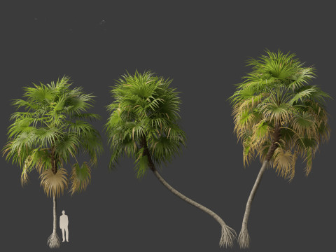 Cryosophila warscewiczii - Palma de Escoba 01 3D Model
