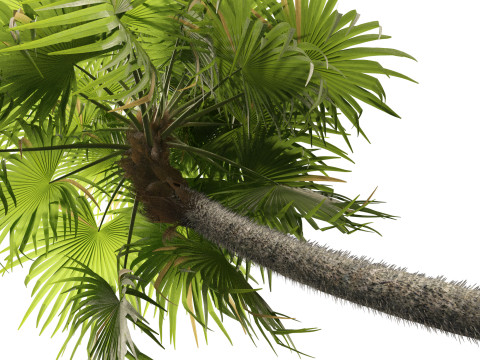 Cryosophila warscewiczii - Palma de Escoba 01 3D Model