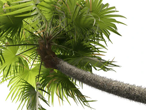 Cryosophila warscewiczii - Palma de Escoba 01 3D Model