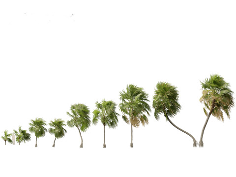 Cryosophila warscewiczii - Palma de Escoba 02 Model 3D