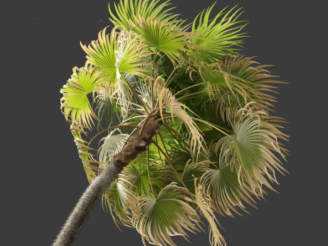 Cryosophila warscewiczii - Palma de Escoba 02 Model 3D