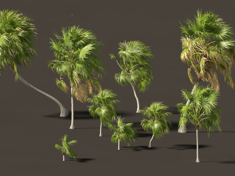 Cryosophila warscewiczii - Palma de Escoba 02 Model 3D