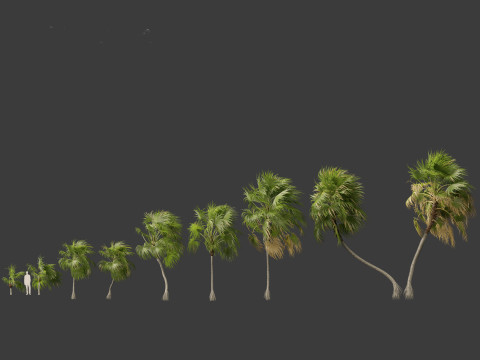 Cryosophila warscewiczii - Palma de Escoba 02 Model 3D