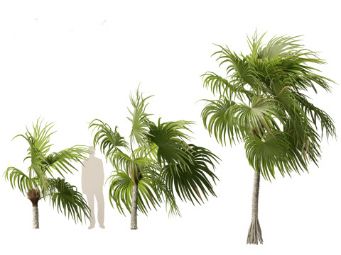 Cryosophila warscewiczii - Palma de Escoba 02 Model 3D