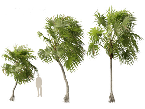 Cryosophila warscewiczii - Palma de Escoba 02 Model 3D
