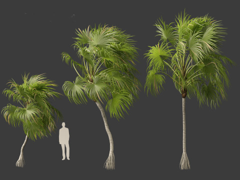 Cryosophila warscewiczii - Palma de Escoba 02 Model 3D