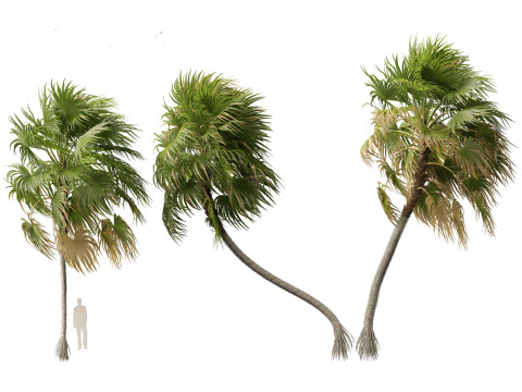 Cryosophila warscewiczii - Palma de Escoba 02 Model 3D