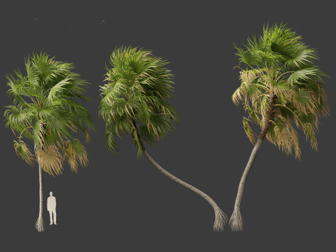 Cryosophila warscewiczii - Palma de Escoba 02 Model 3D