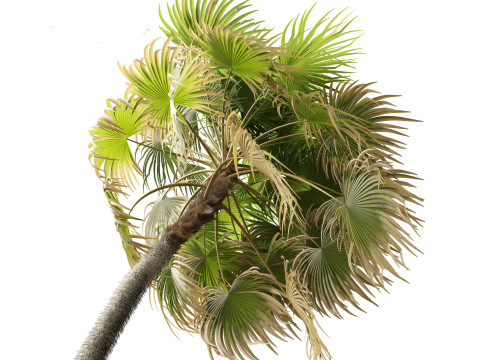 Cryosophila warscewiczii - Palma de Escoba 02 Model 3D