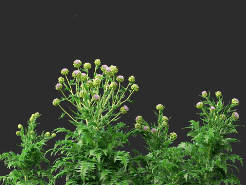 Cynara scolymus - globe artichoke 3D Model