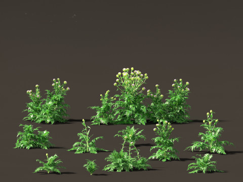 Cynara scolymus - globe artichoke 3D-Modell