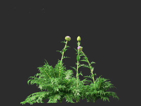 Cynara scolymus - globe artichoke 3D Model