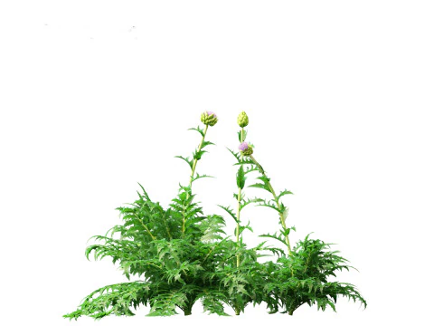 Cynara scolymus - globe artichoke 3D Model