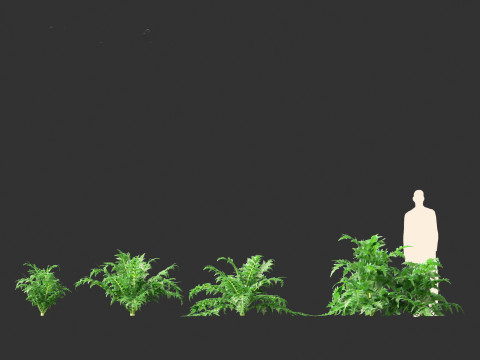 Cynara scolymus - globe artichoke 3D 모델