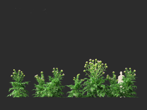 Cynara scolymus - globe artichoke 3D 모델
