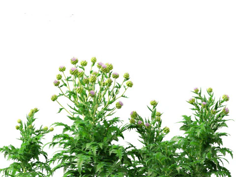 Cynara scolymus - globe artichoke 3D Model