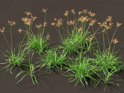 Cyperus rotundus - Purple Nutsedge 01 3D Model