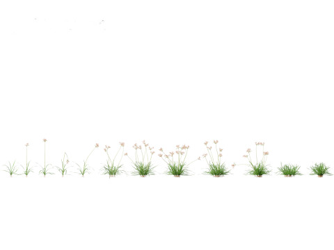 Cyperus rotundus - Purple Nutsedge 01 3D Model