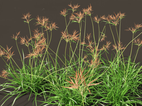Cyperus rotundus - Purple Nutsedge 01 3D Model