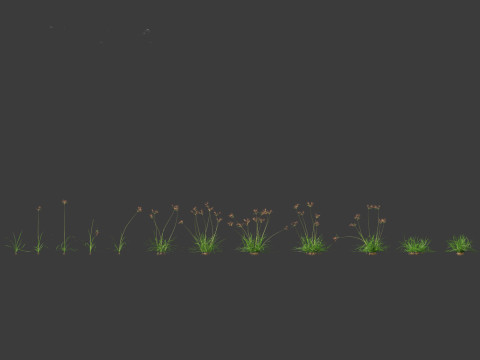 Cyperus rotundus - Purple Nutsedge 01 3D Model