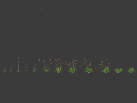 Cyperus rotundus - Purple Nutsedge 01 3D Model