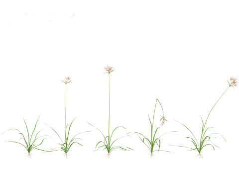 Cyperus rotundus - Purple Nutsedge 01 3D Model
