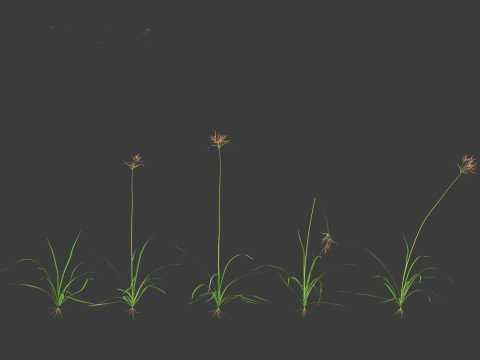 Cyperus rotundus - Purple Nutsedge 01 3D Model