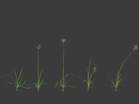 Cyperus rotundus - Purple Nutsedge 01 3D Model