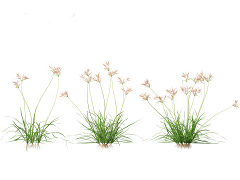 Cyperus rotundus - Purple Nutsedge 01 3D Model