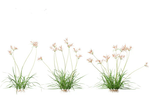 Cyperus rotundus - Purple Nutsedge 01 3D Model