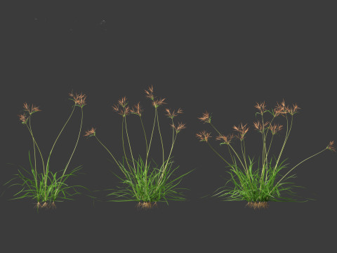 Cyperus rotundus - Purple Nutsedge 01 3D Model