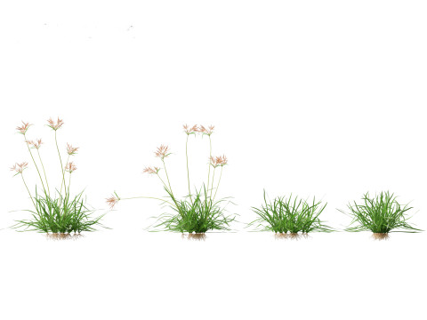 Cyperus rotundus - Purple Nutsedge 01 3D Model