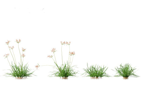 Cyperus rotundus - Purple Nutsedge 01 3D Model