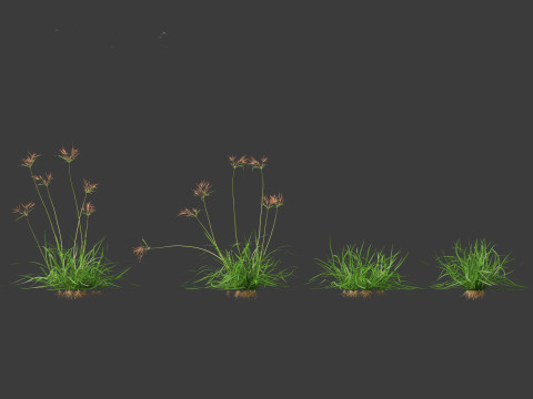 Cyperus rotundus - Purple Nutsedge 01 3D Model