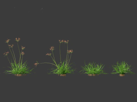 Cyperus rotundus - Purple Nutsedge 01 3D Model