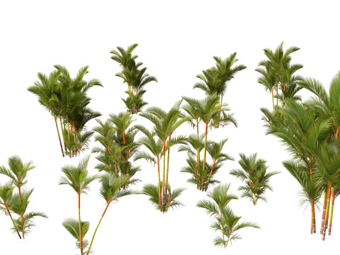 Cyrtostachys renda - Lipstick Palm 3D Model