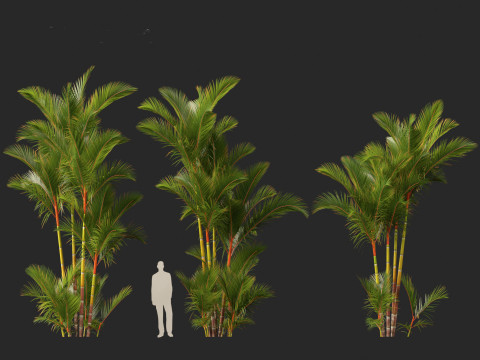 Cyrtostachys renda - Lipstick Palm 3D Модель