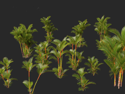 Cyrtostachys renda - Lipstick Palm 3D Модель