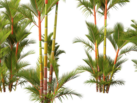 Cyrtostachys renda - Lipstick Palm 3D Модель