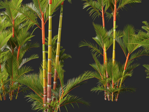 Cyrtostachys renda - Lipstick Palm 3D Модель