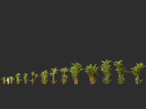 Cyrtostachys renda - Lipstick Palm 3D Модель