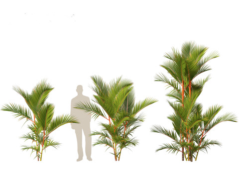 Cyrtostachys renda - Lipstick Palm 3D Модель