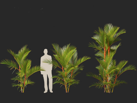 Cyrtostachys renda - Lipstick Palm 3D Модель