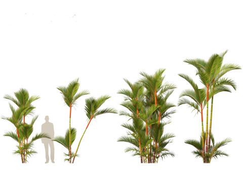 Cyrtostachys renda - Lipstick Palm 3D Модель