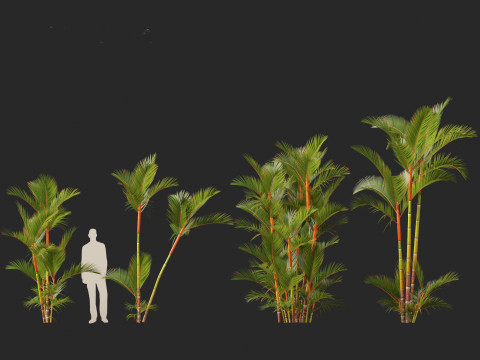 Cyrtostachys renda - Lipstick Palm 3D Модель
