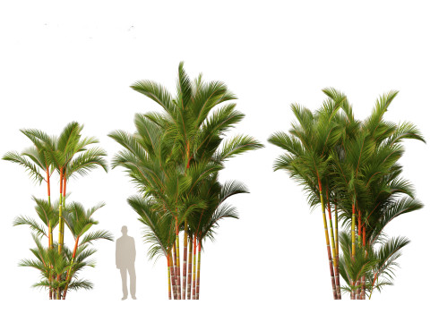 Cyrtostachys renda - Lipstick Palm 3D Модель