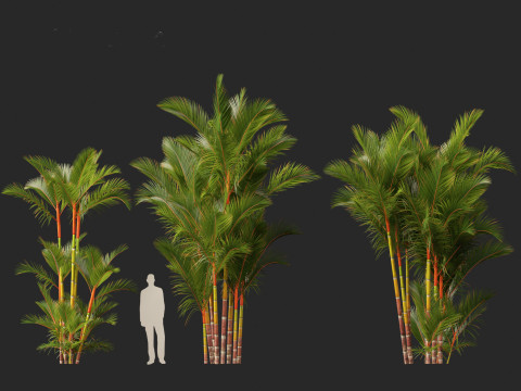 Cyrtostachys renda - Lipstick Palm 3D Модель