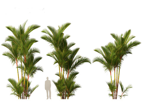 Cyrtostachys renda - Lipstick Palm 3D Модель