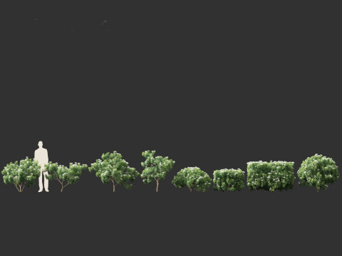Tabernaemontana divaricata - Pinwheel Flower 3D 모델