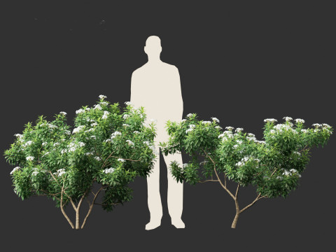 Tabernaemontana divaricata - Pinwheel Flower 3D 모델